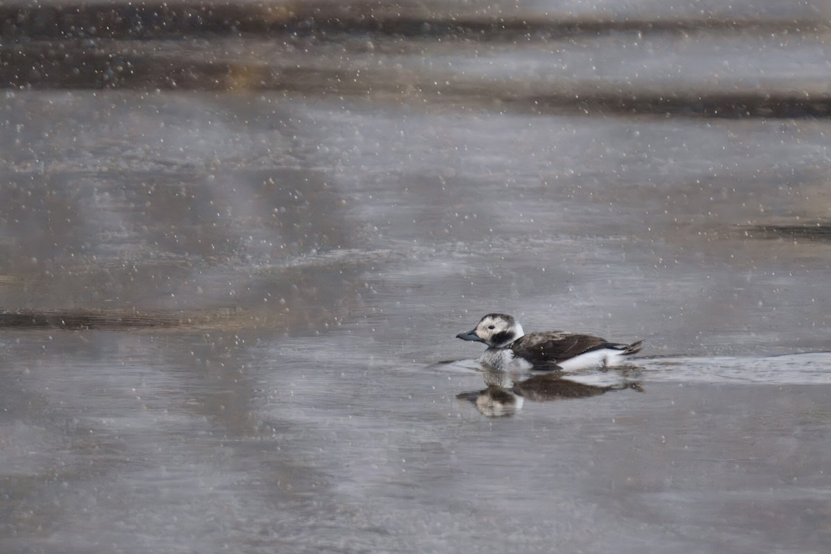 Eisente - ML647308373