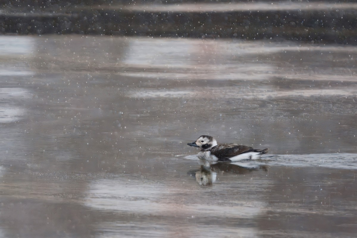 Eisente - ML647308374