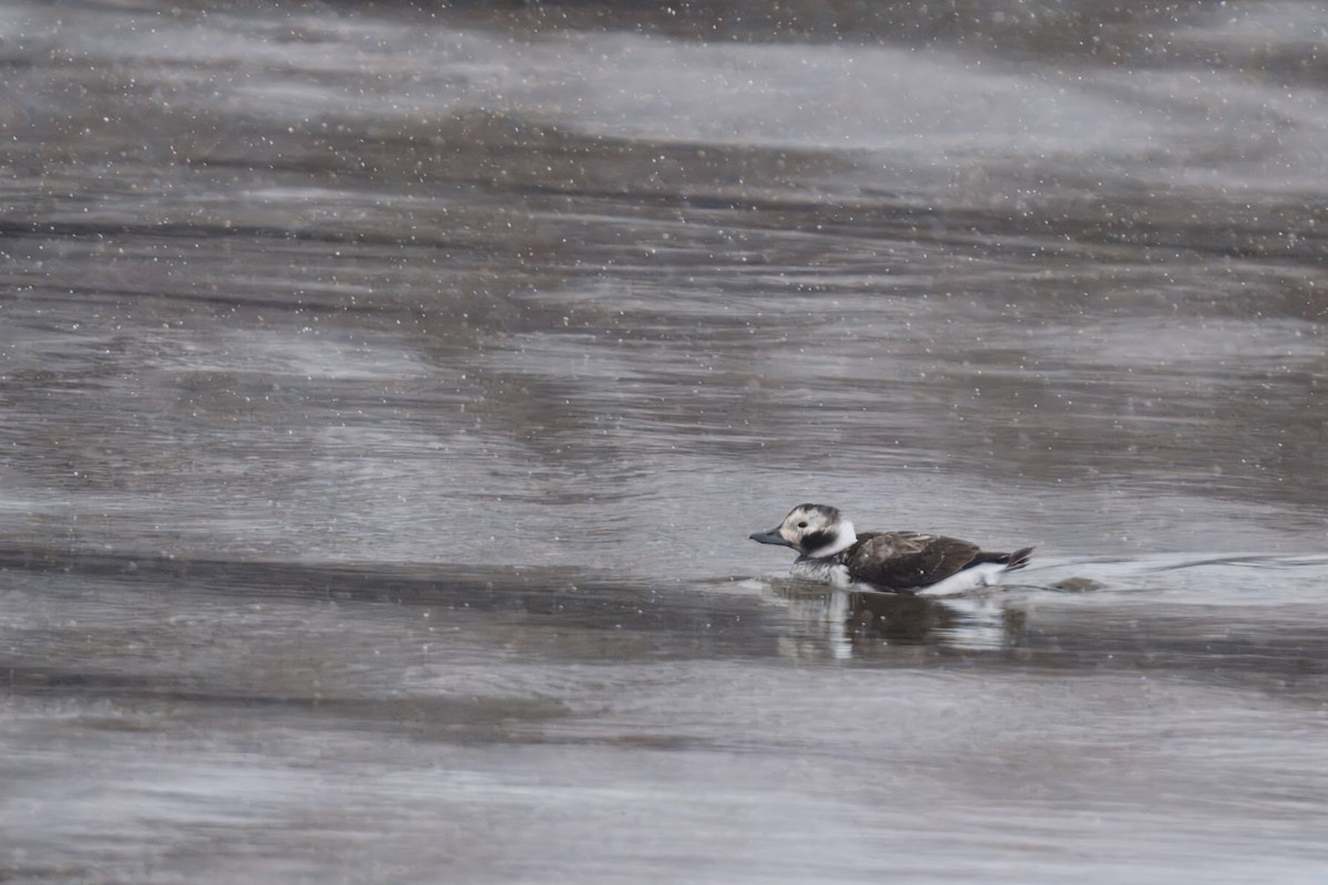 Eisente - ML647308375