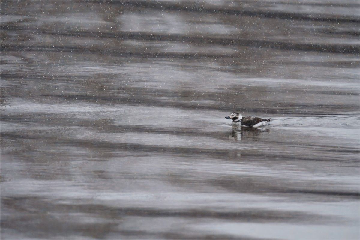 Eisente - ML647308377