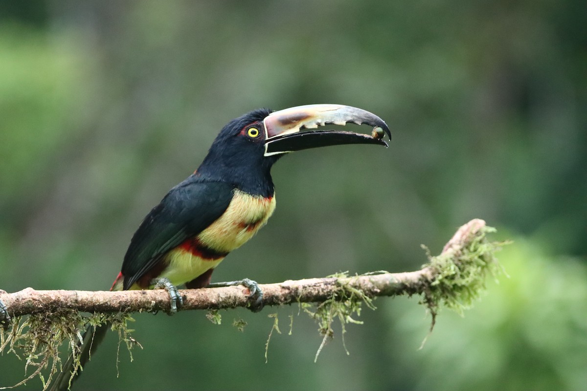 Collared Aracari - ML647308378