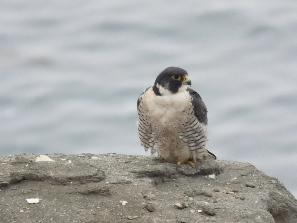 vandrefalk - ML647308387