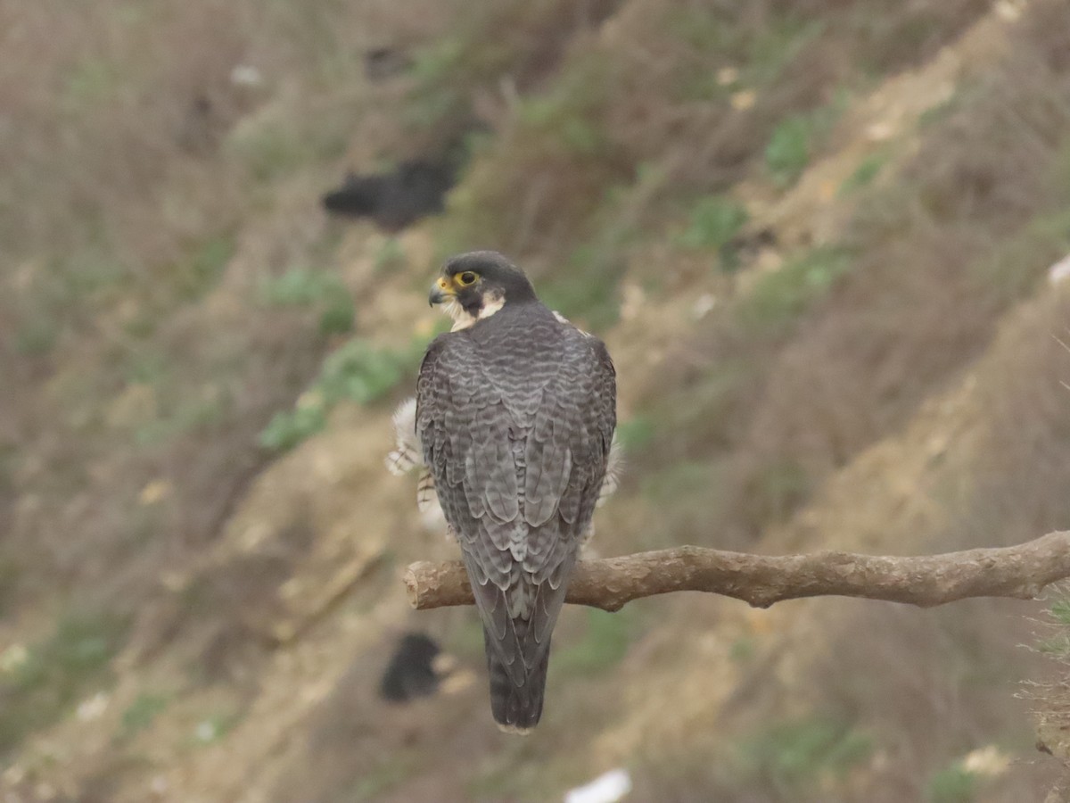 vandrefalk - ML647308388