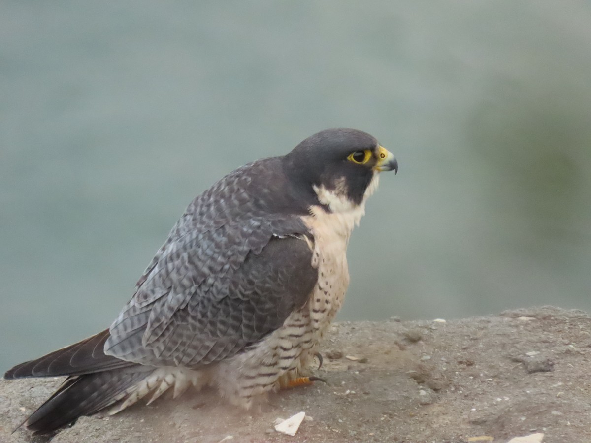 vandrefalk - ML647308389