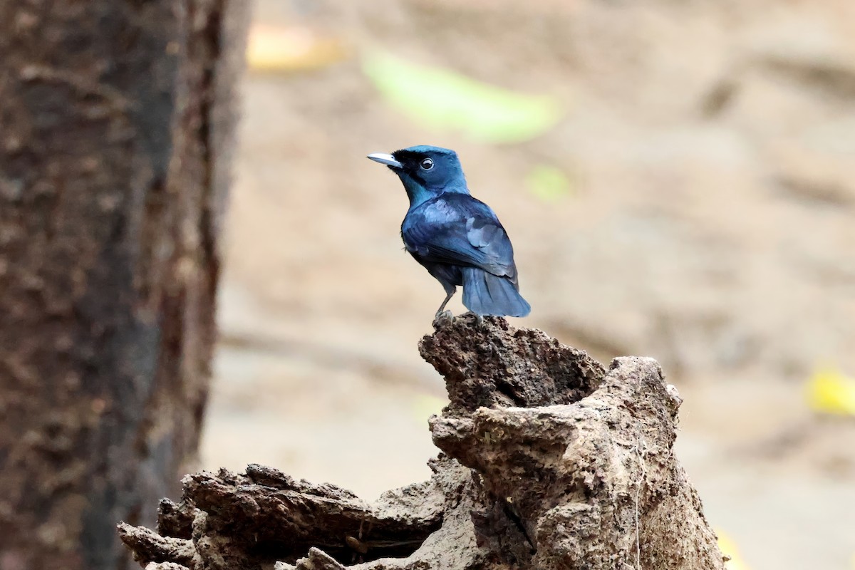 Shining Flycatcher - ML647308392