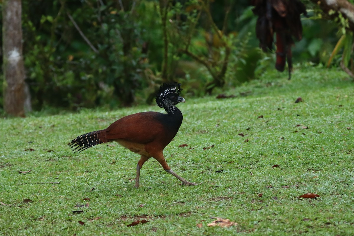 Great Curassow - ML647308398