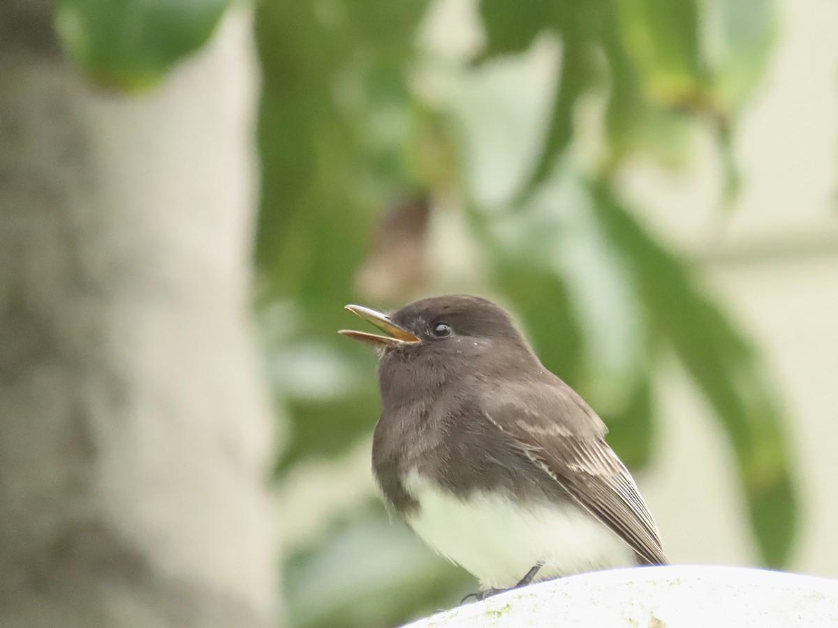 svartfibi - ML647308404