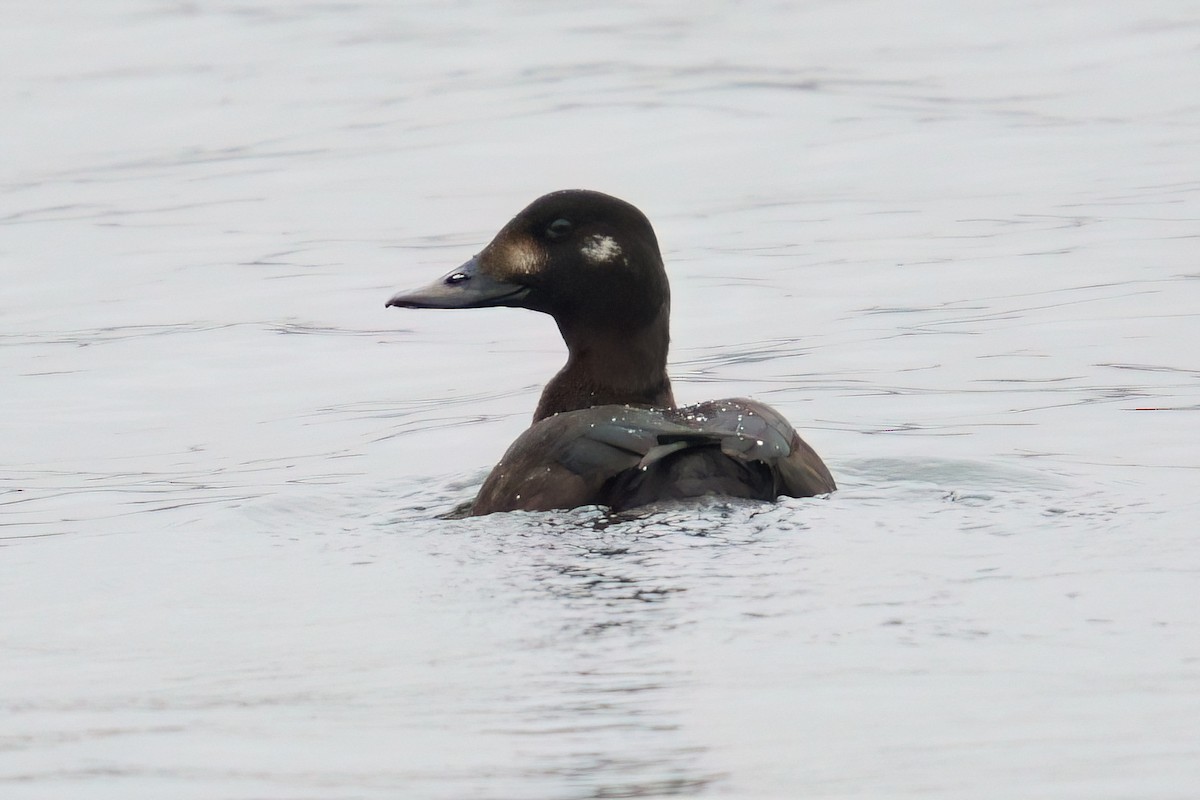 קטיפנית שחומה - ML647308407