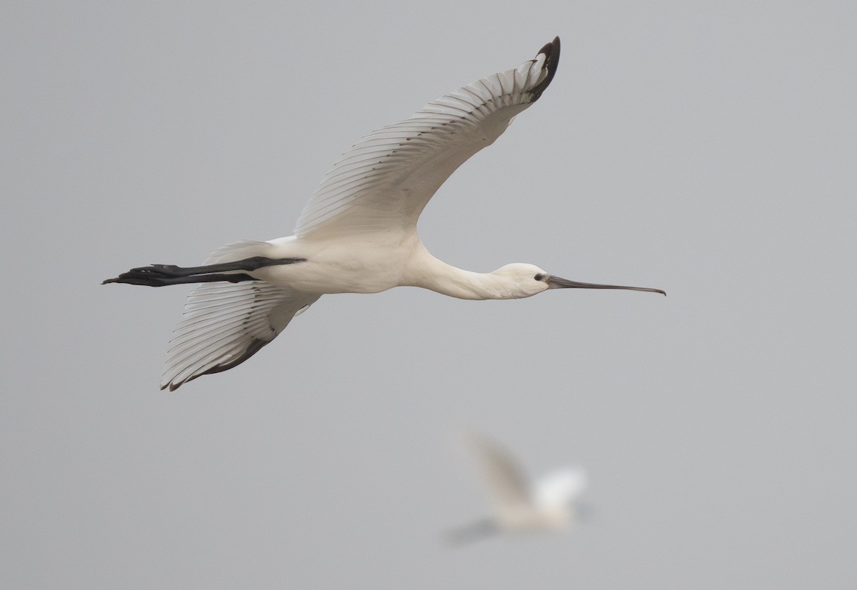 kolpík bílý - ML647308410