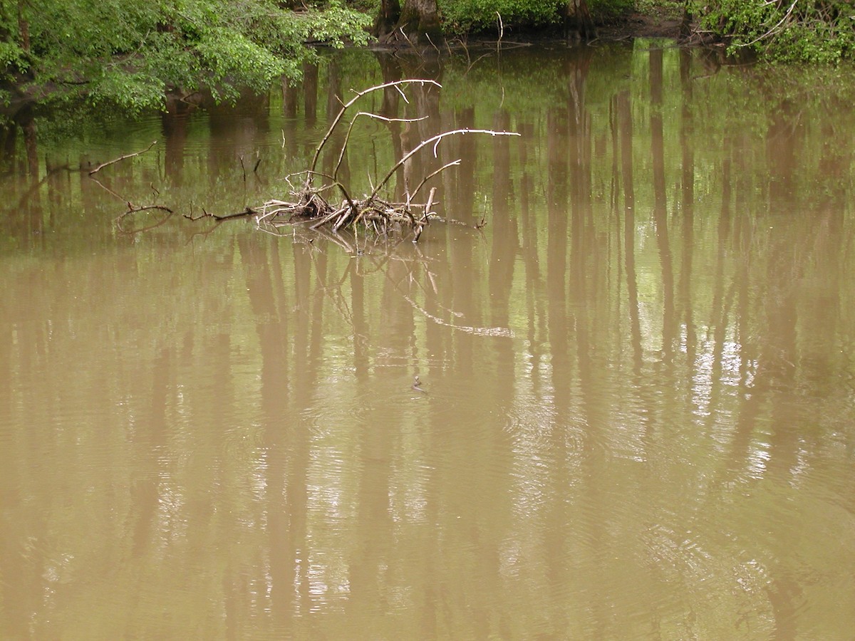 Northern Cottonmouth - ML647308422