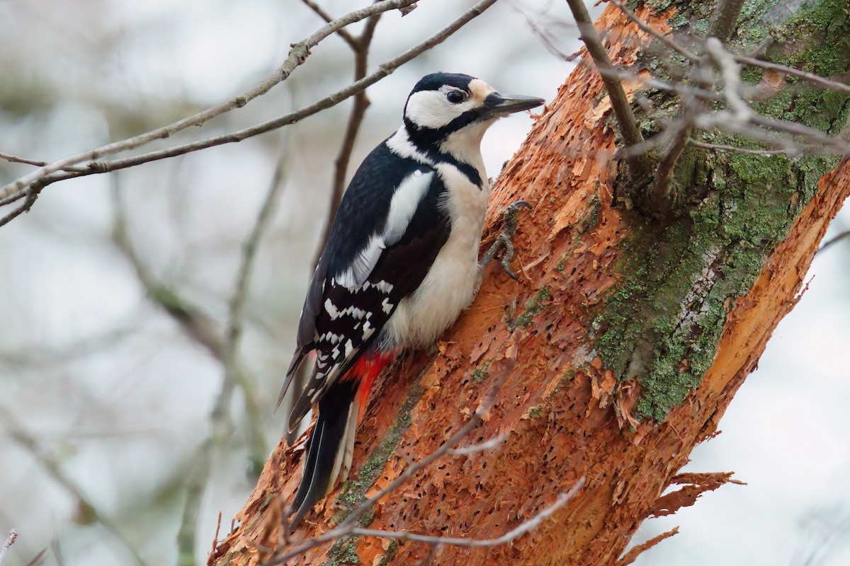 נקר עקוד - ML647308424