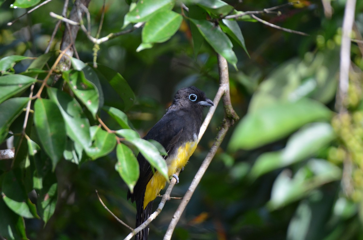 Black-headed Trogon - ML647308435