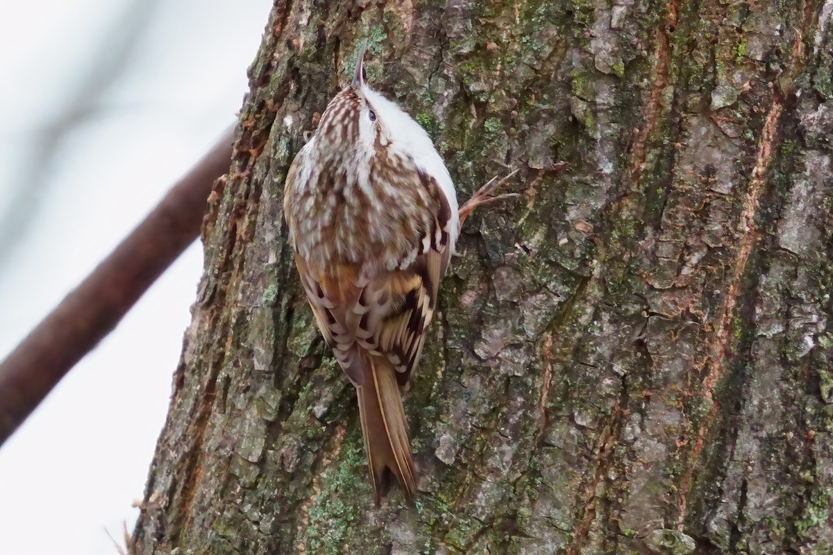 טפס-עצים אירופי - ML647308446
