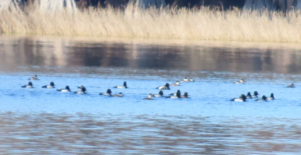 Kanadabergente - ML647308449