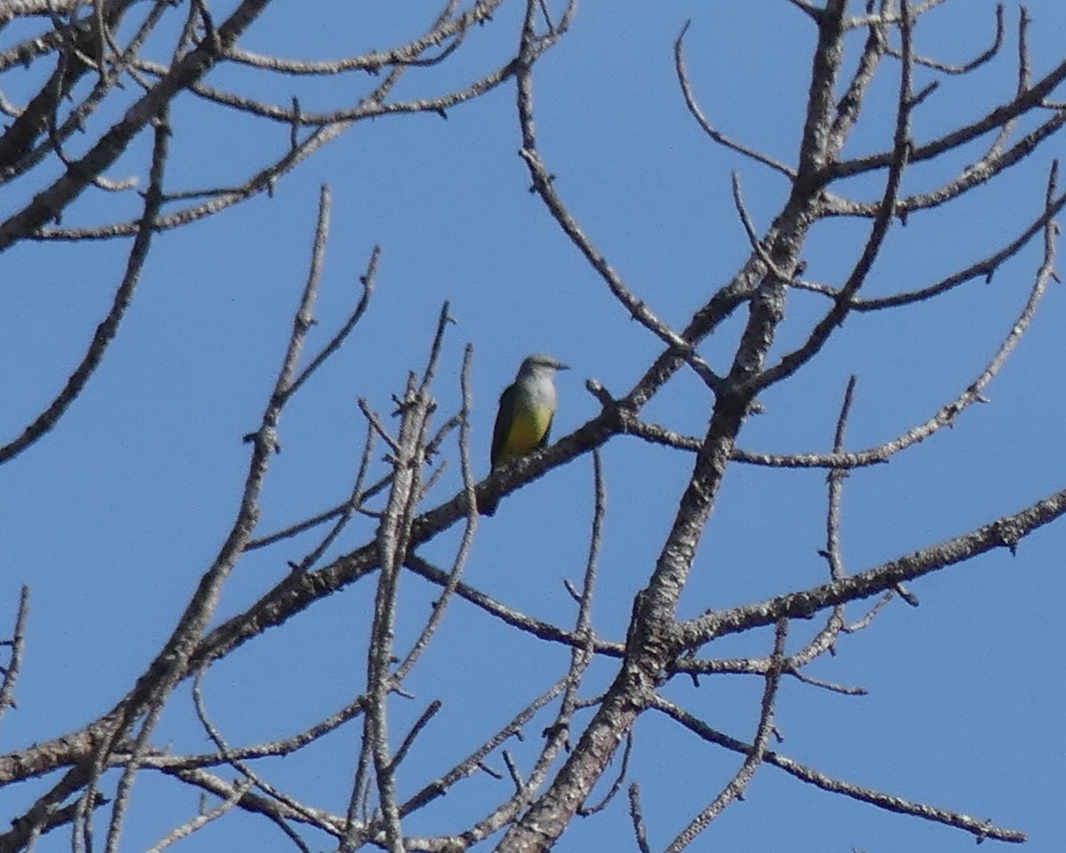 Western Kingbird - ML647308453