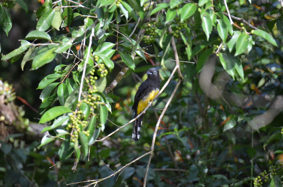 Black-headed Trogon - ML647308471