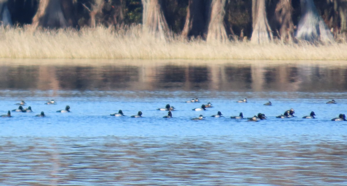 Kanadabergente - ML647308472