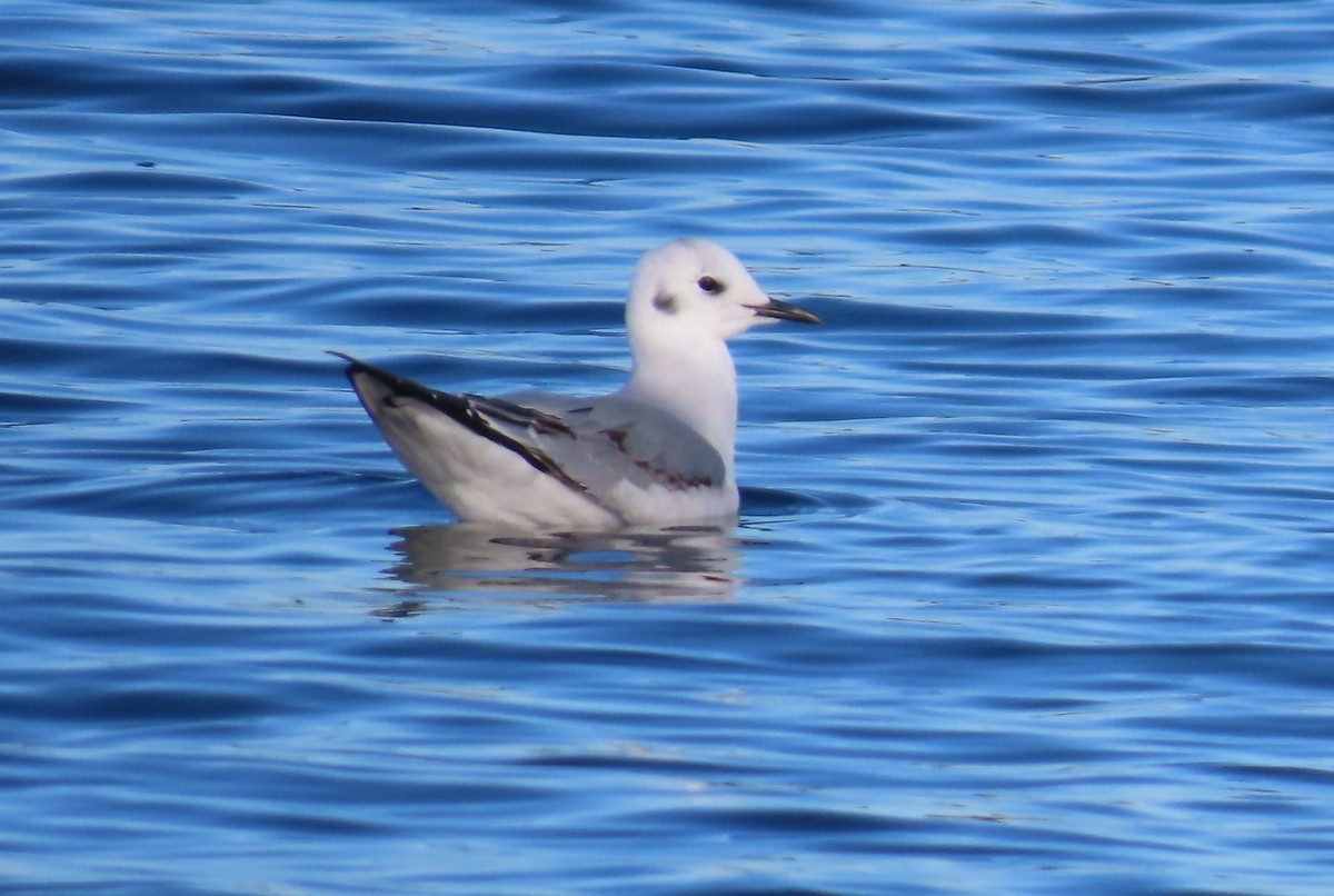 Bonapartemöwe - ML647308501