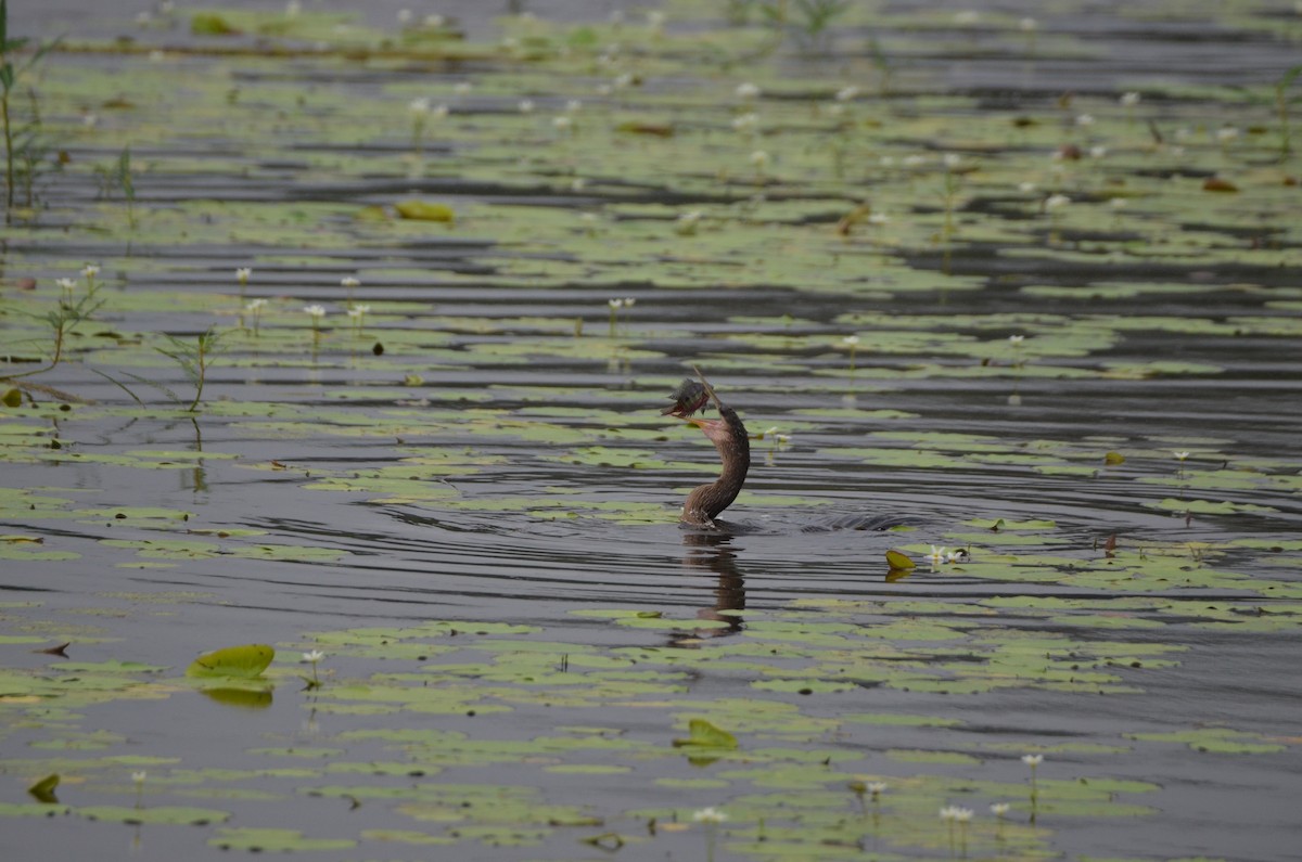 Anhinga - ML647308505