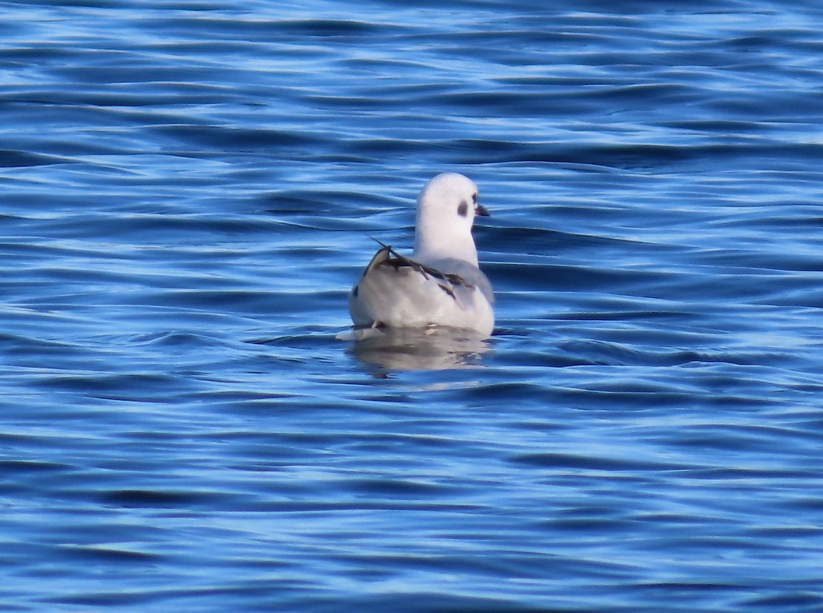 Bonapartemöwe - ML647308509