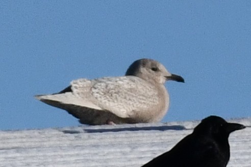 שחף איסלנדי - ML647308515
