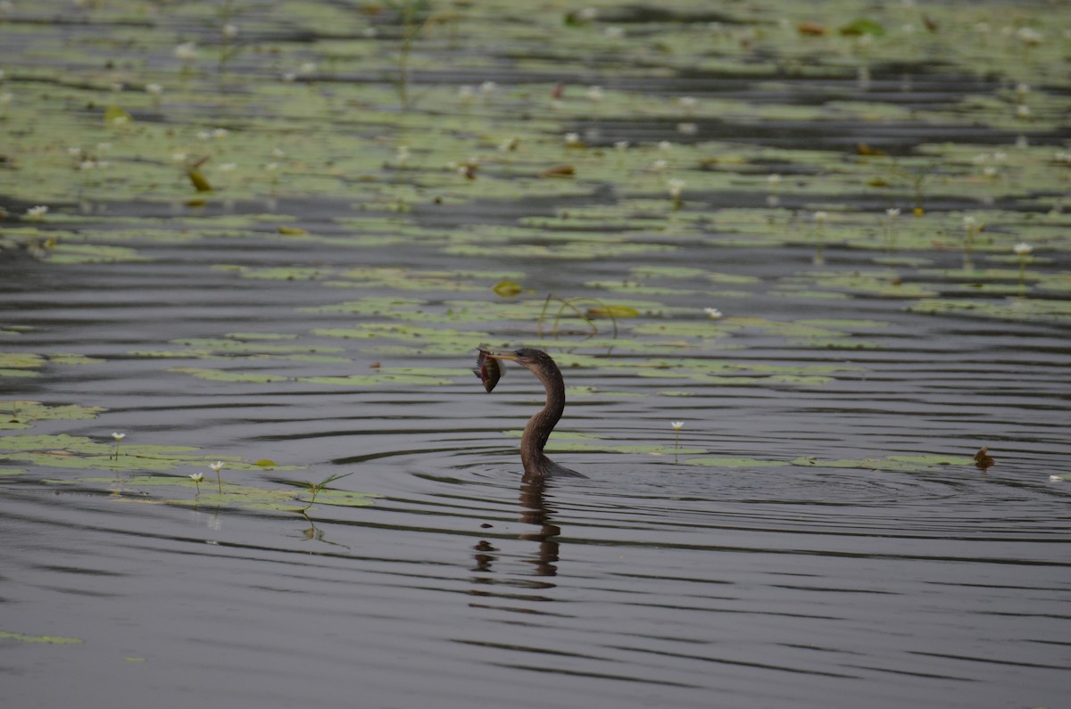 Anhinga - ML647308519