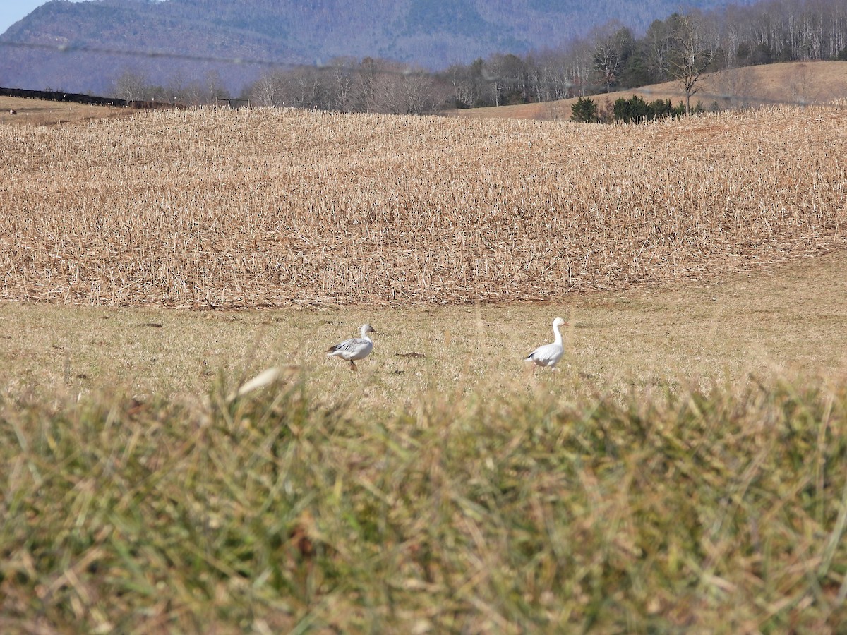 Snow Goose - ML647308528