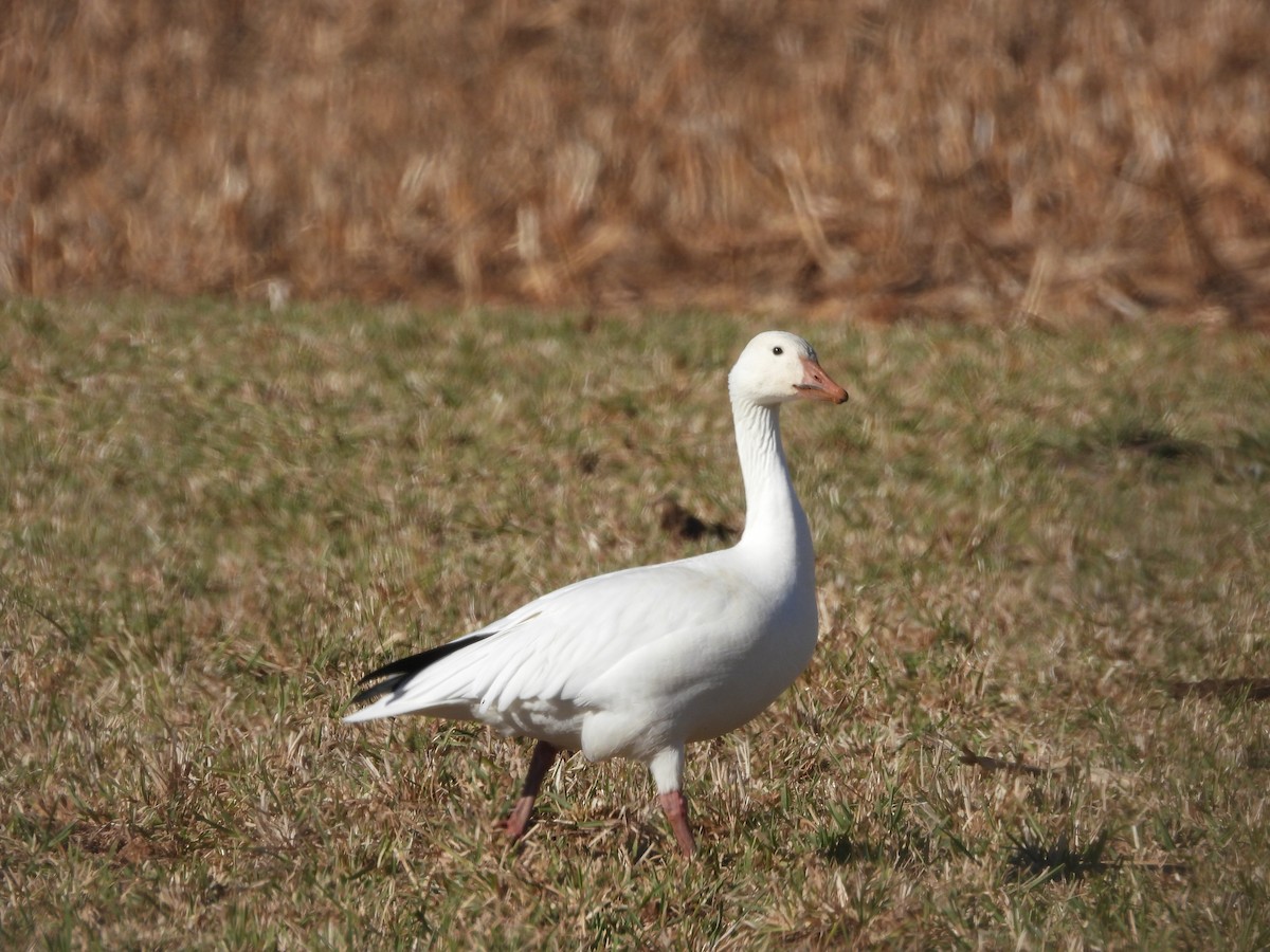 Snow Goose - ML647308529