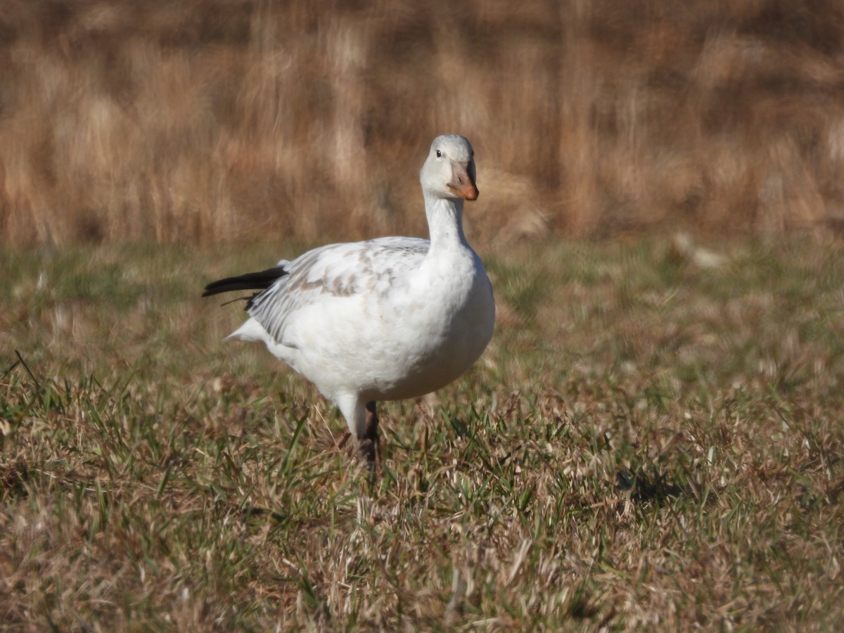 Snow Goose - ML647308530