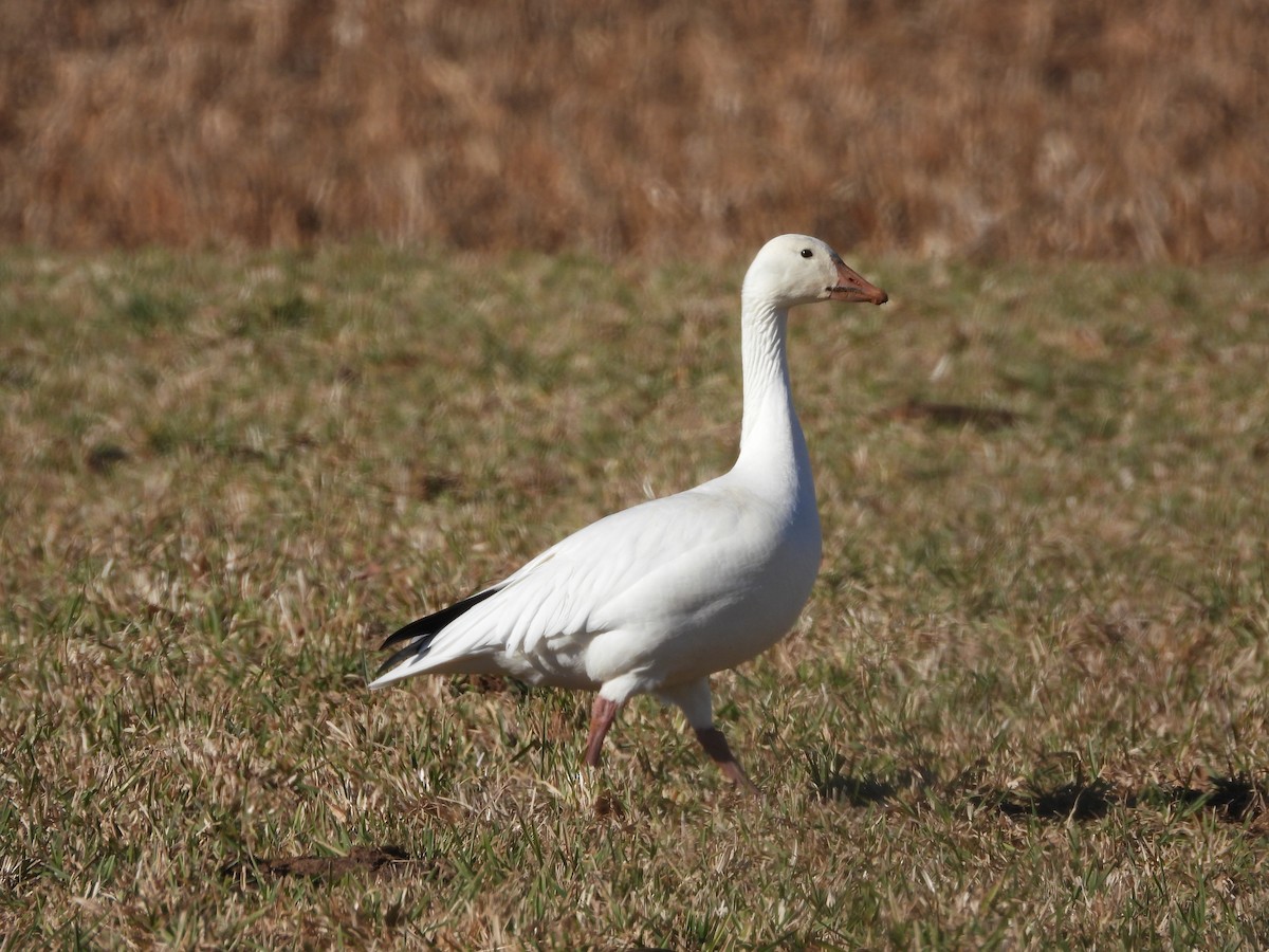Snow Goose - ML647308531