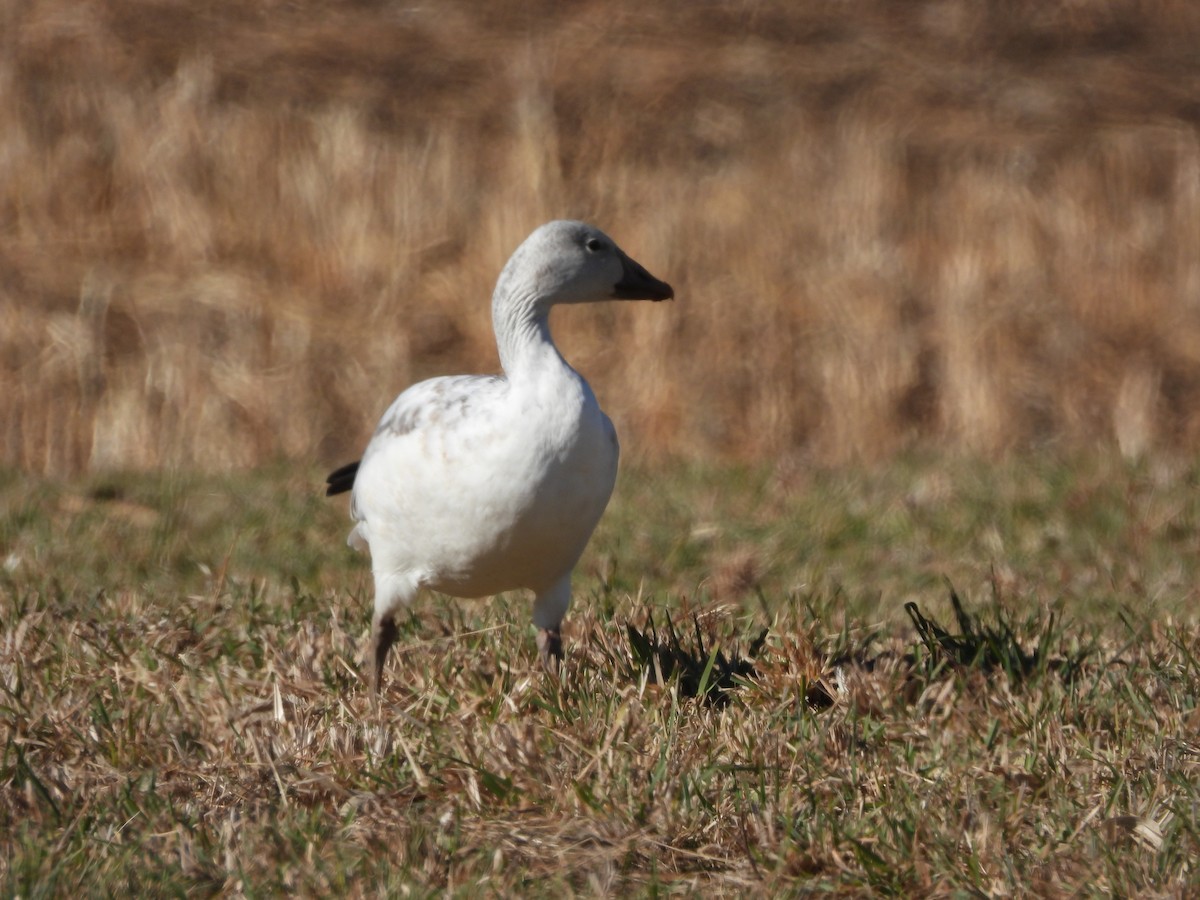 Snow Goose - ML647308532