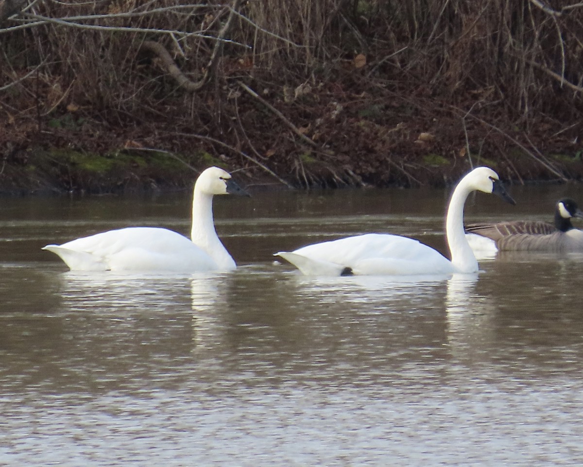 Tundra Swan - ML647308533