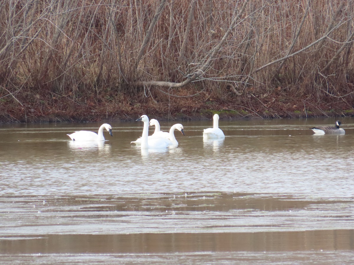 Tundra Swan - ML647308534