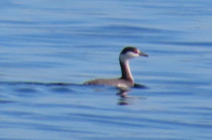 Ohrentaucher - ML647308536