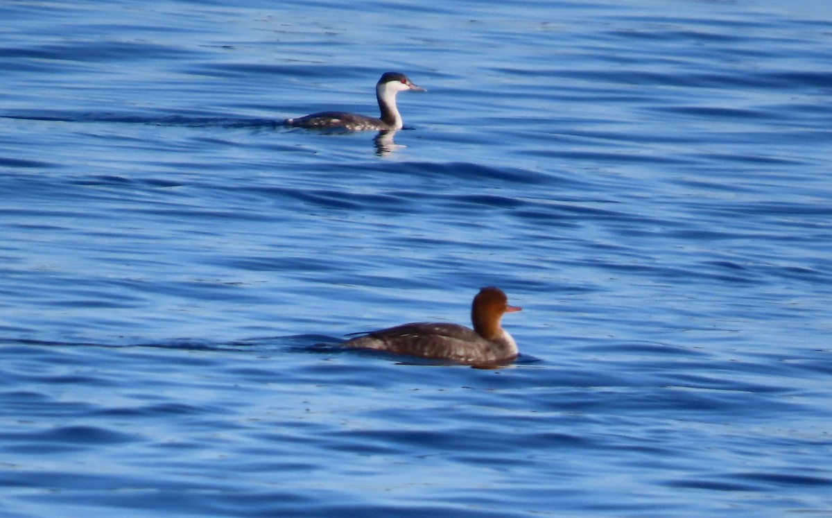 Ohrentaucher - ML647308542