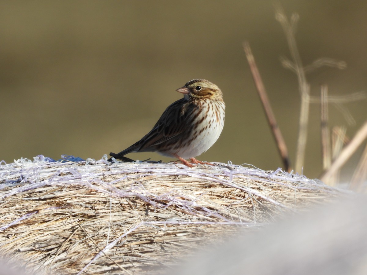 Savannah Sparrow - ML647308543