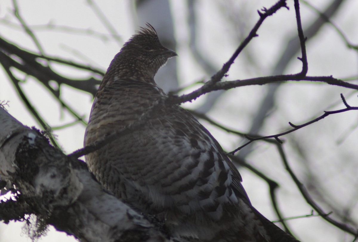 jeřábek kanadský - ML647308550