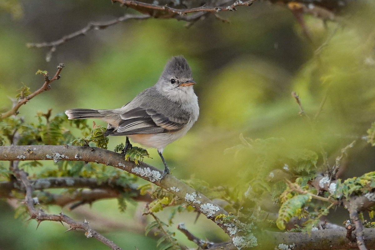 Southern Beardless-Tyrannulet (Peruvian) - ML647308552