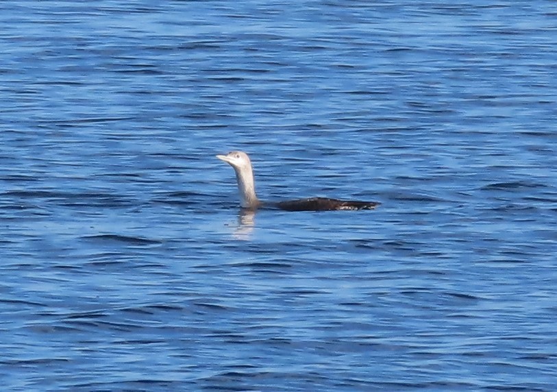 Sterntaucher - ML647308554