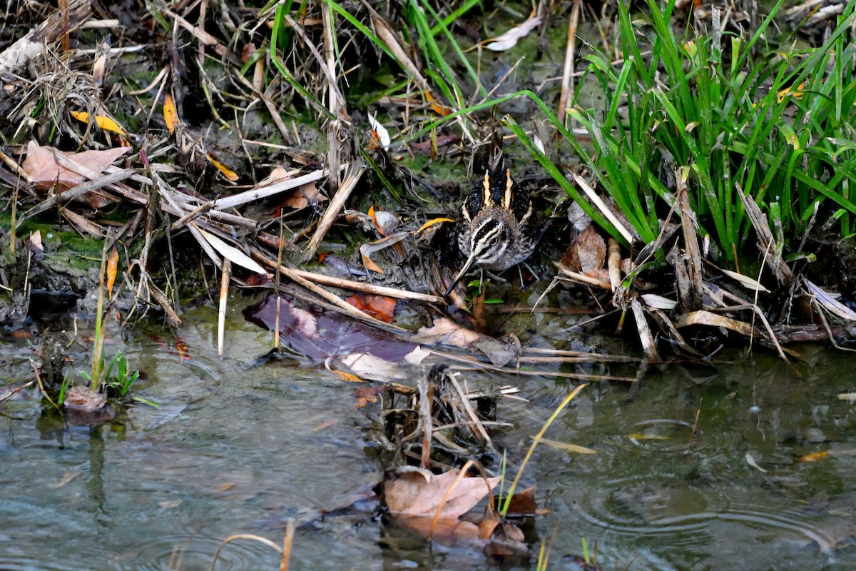 Jack Snipe - ML647308557