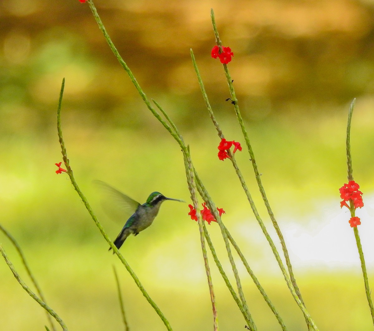 Red-billed Emerald - ML647308558