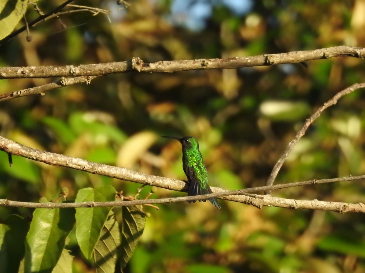 Red-billed Emerald - ML647308559