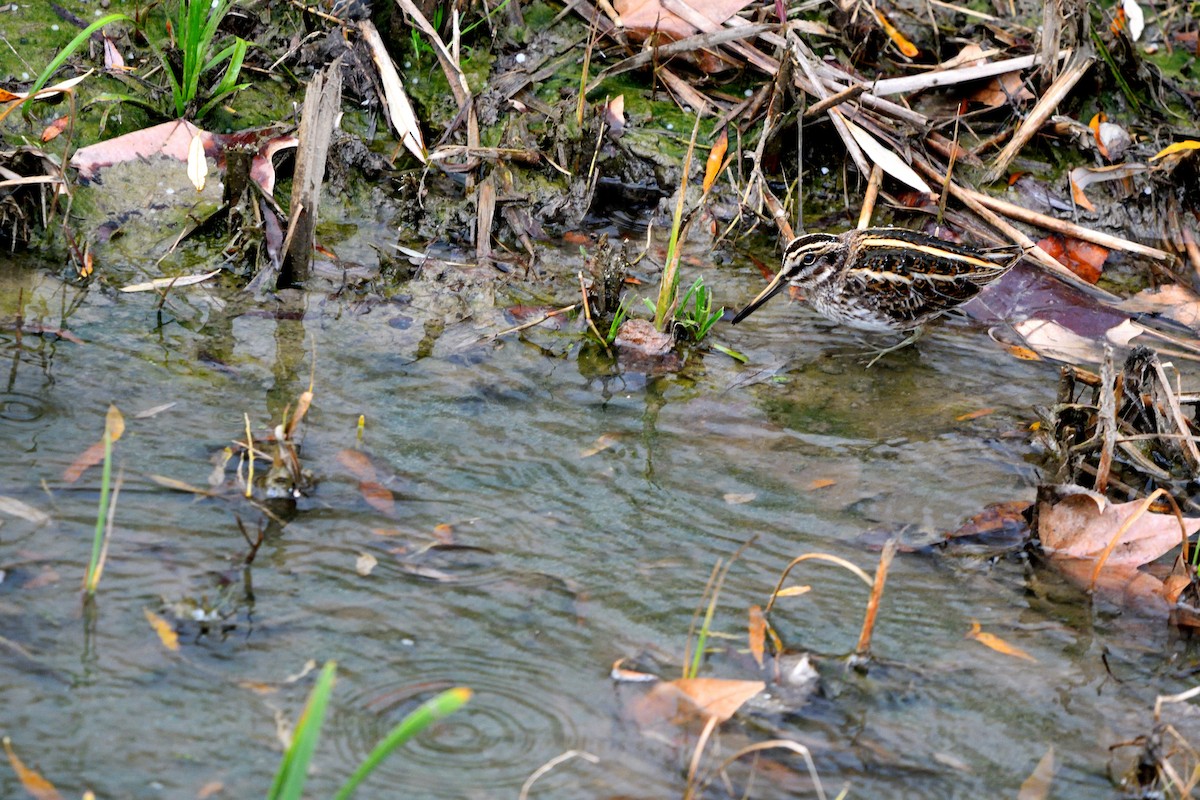 Jack Snipe - ML647308560