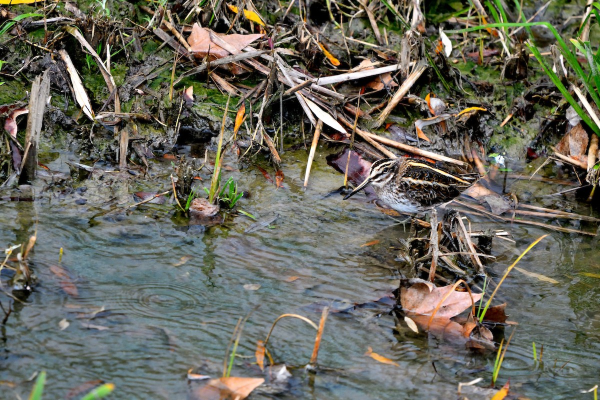Jack Snipe - ML647308562