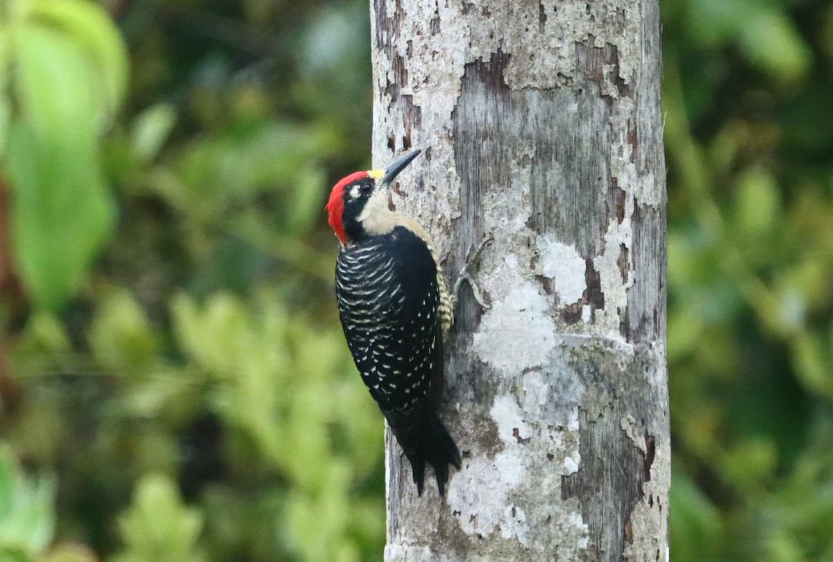 Black-cheeked Woodpecker - ML647308563