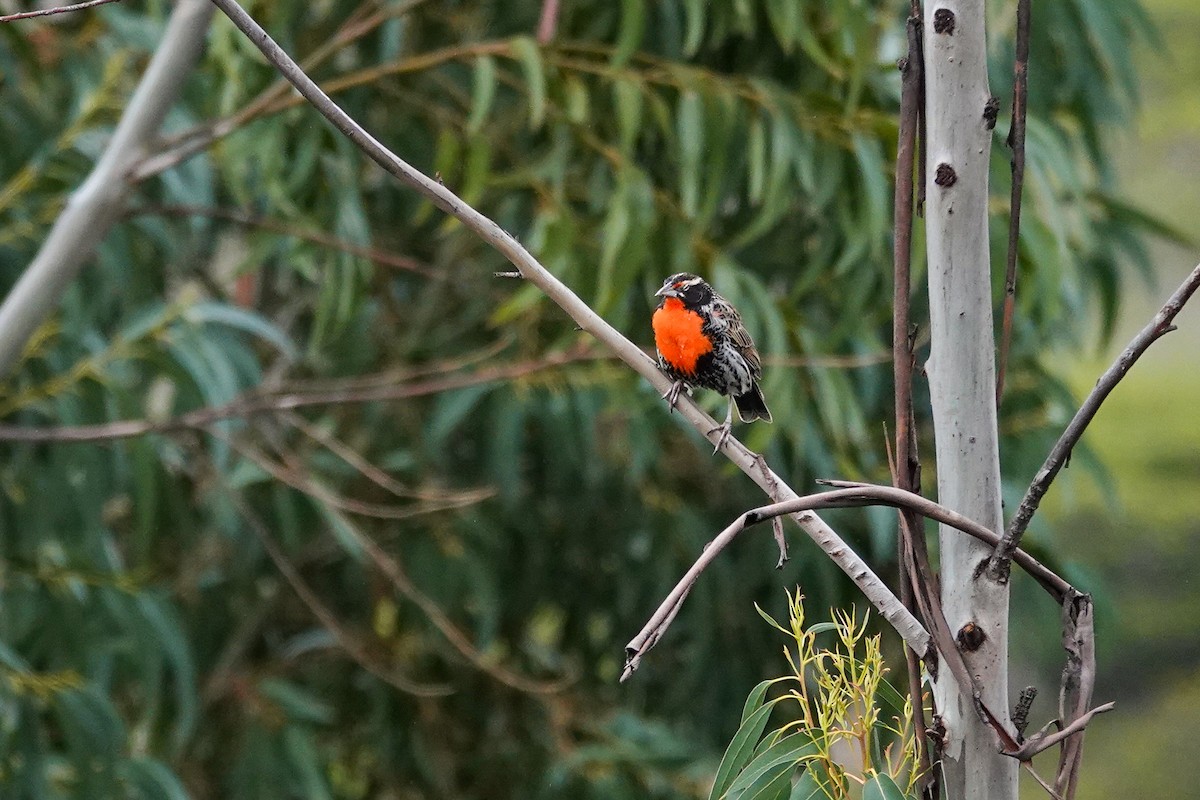 Sturnelle du Pérou - ML647308564