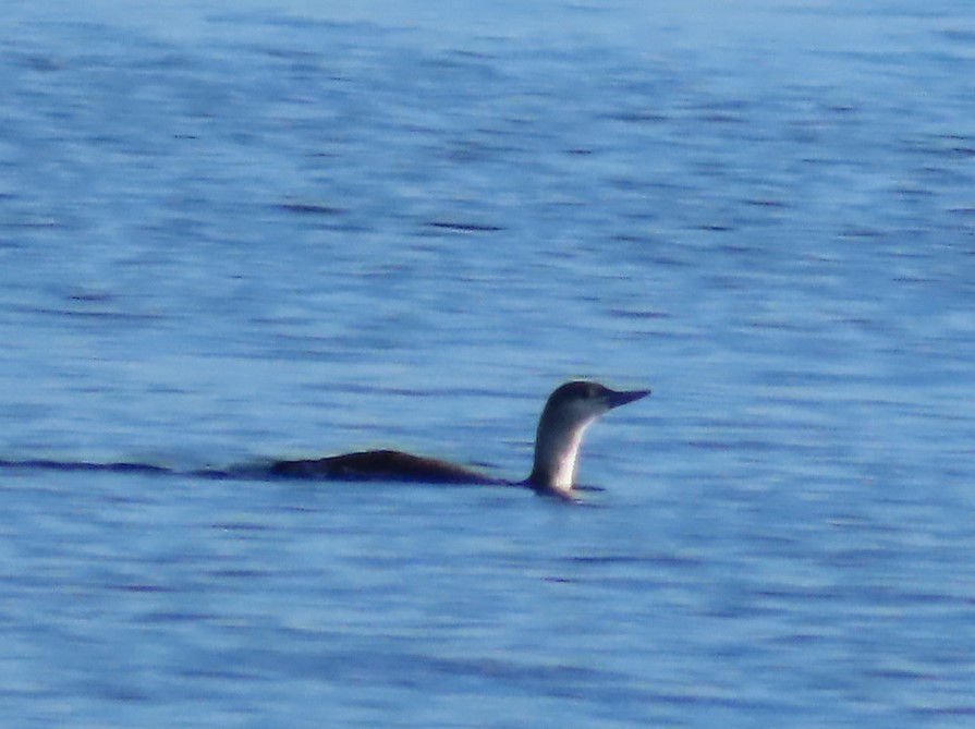 Sterntaucher - ML647308570