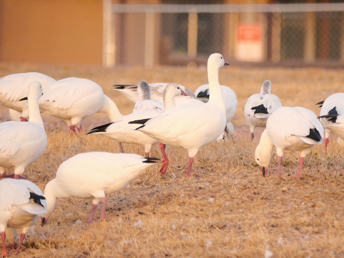 Snow Goose - ML647308582