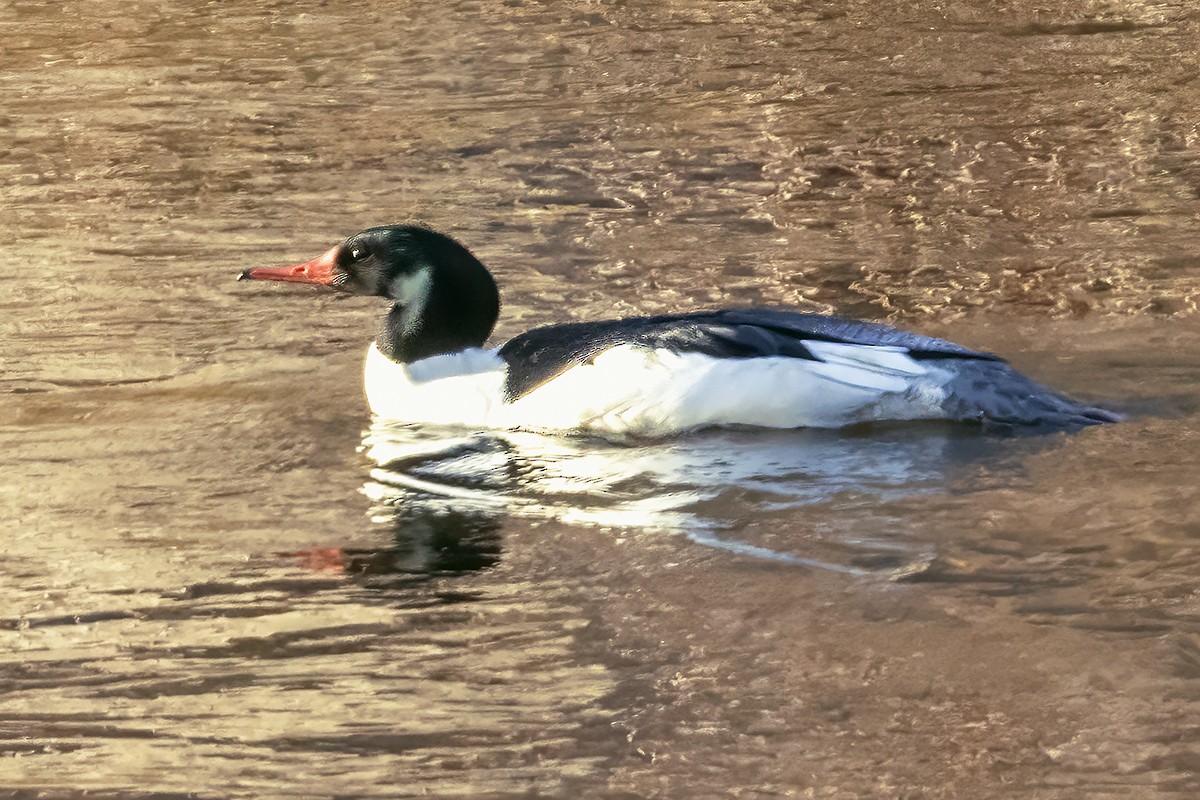 Common Merganser - ML647308588