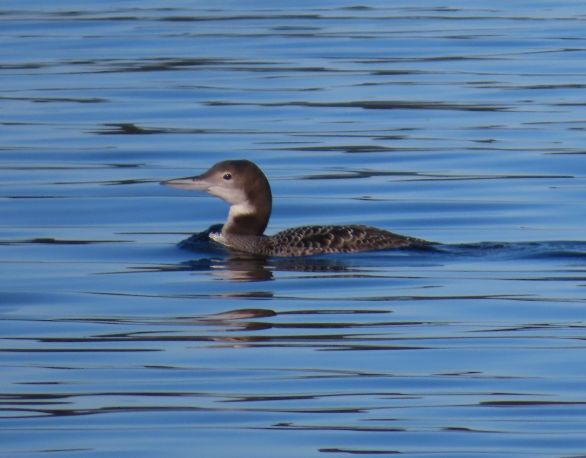 Eistaucher - ML647308595